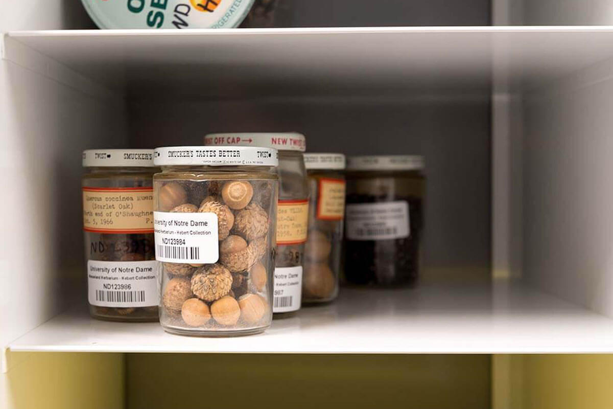 Acorns in the herbarium in Jordan Hall of Science.