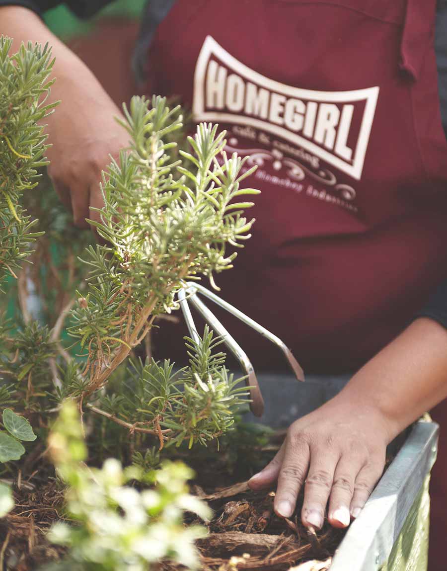 A rosemary plant