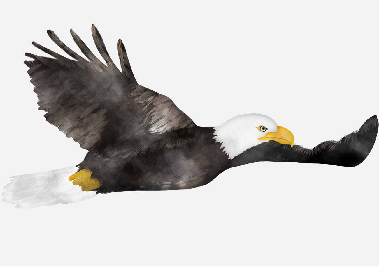 Telecast Eagle and tails: all seasons. Eagle and tails: list of issues of the last season 88 Telecast Eagle and tails: all seasons. Eagle and tails: list of issues of the last season 87