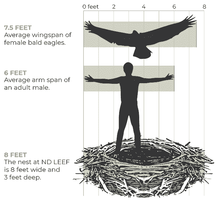 The average wingspan of a female bald eagle is 7.5 feet. The average arm span of an adult male is 6 feet. The nest at ND LEEF is 8 feet wide and 3 feet deep.