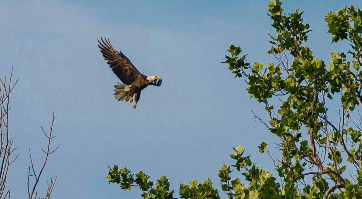 The in-nest eagle camera provides a rare perspective into the day-to-day life of the bald eagles. ND-LEEF has created an environment that the eagles enjoy calling home.