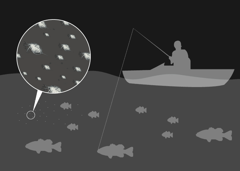 Foodchain illustration 1: a fisherman on a boat with many water fleas and fish in the water.