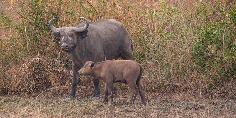 A Cape buffalo and calf emerge from the bushes.