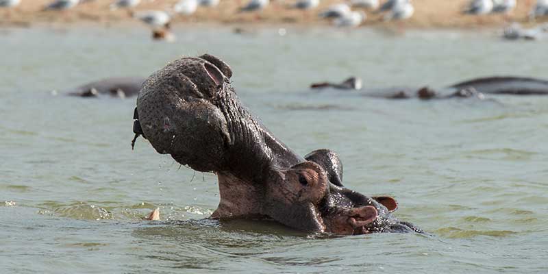A hippo sticks it's nose out of the water.