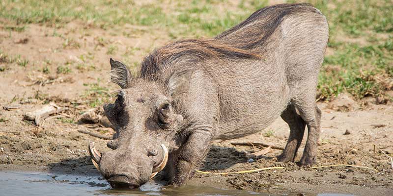 A warthog drinks water.