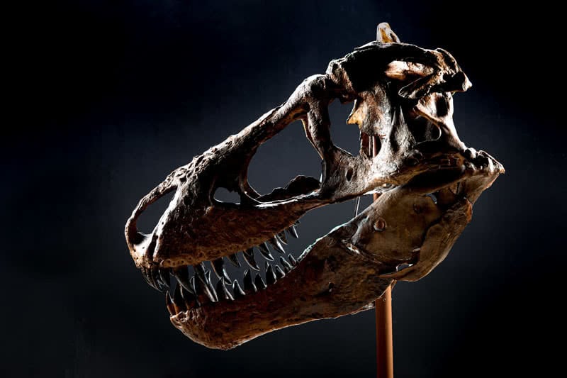 A replica of a T-Rex skull being displayed on a wooden stand.