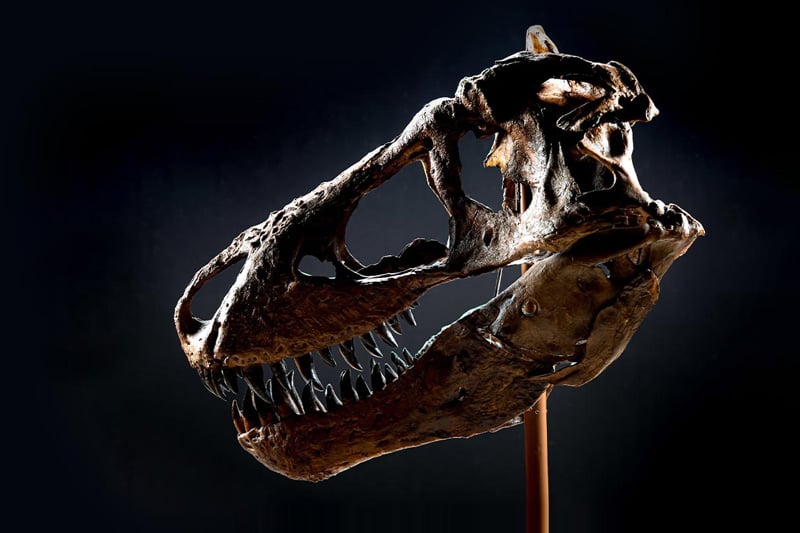 The skull of a Tyrannosaurus Rex on display on a wooden stand.