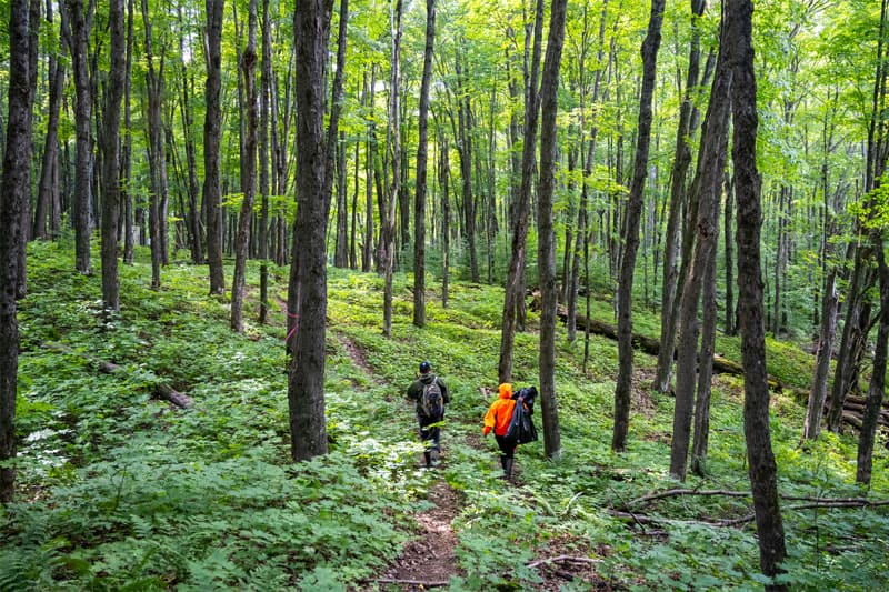 Two people walking in the woods.