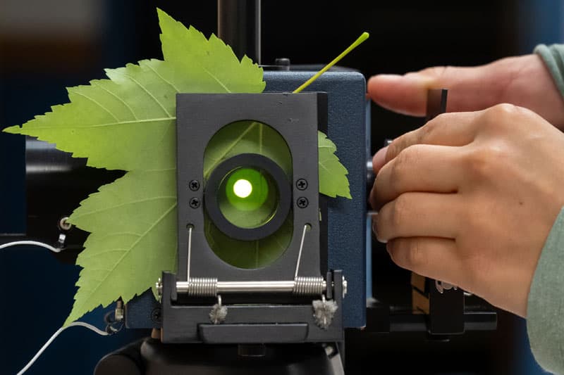 A leaf as seen thorough a spectrometer attached to an integrating sphere. A light source is applied to the integrating sphere and hits the leaf surface and reflectance is measured via fiber optic.
