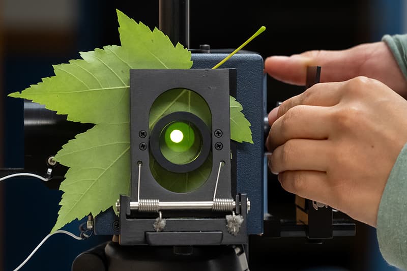 A student measuring the reflectance of a leaf using a field spectrometer.