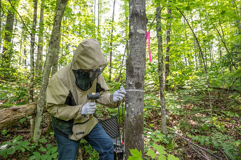 A student hammering probes into the side of a tree in preparation for a sonic tomograph reading.