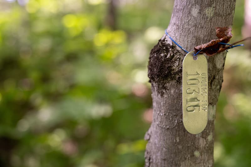A metal tag hangs on the side of a tree.