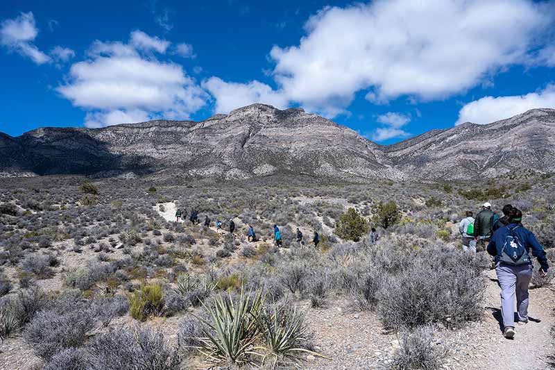 A group of people walk down a windy trail surrounded by desert plants. In the distance are tall rock formations with various colored layers.