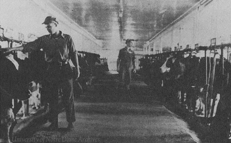 An archival photo of two men tending to cows in a barn.