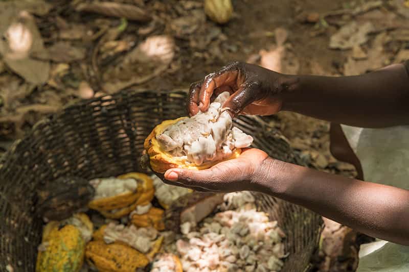 A man and a woman look at a cocoa pod.