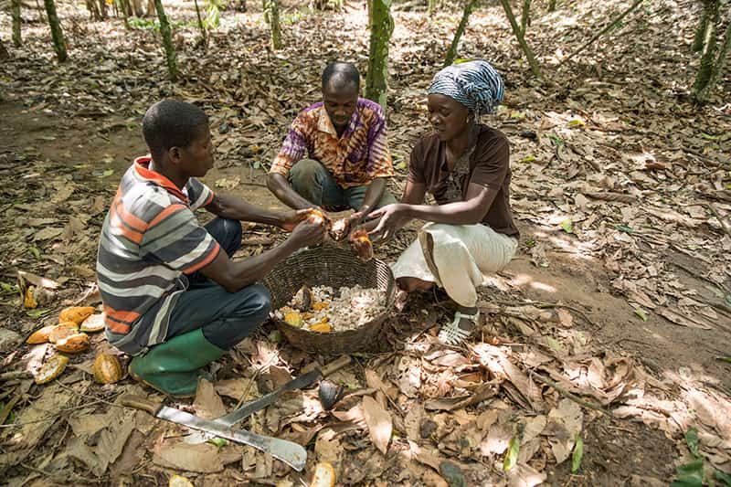 A woman holds a basket onto her head full of cocoa pods.