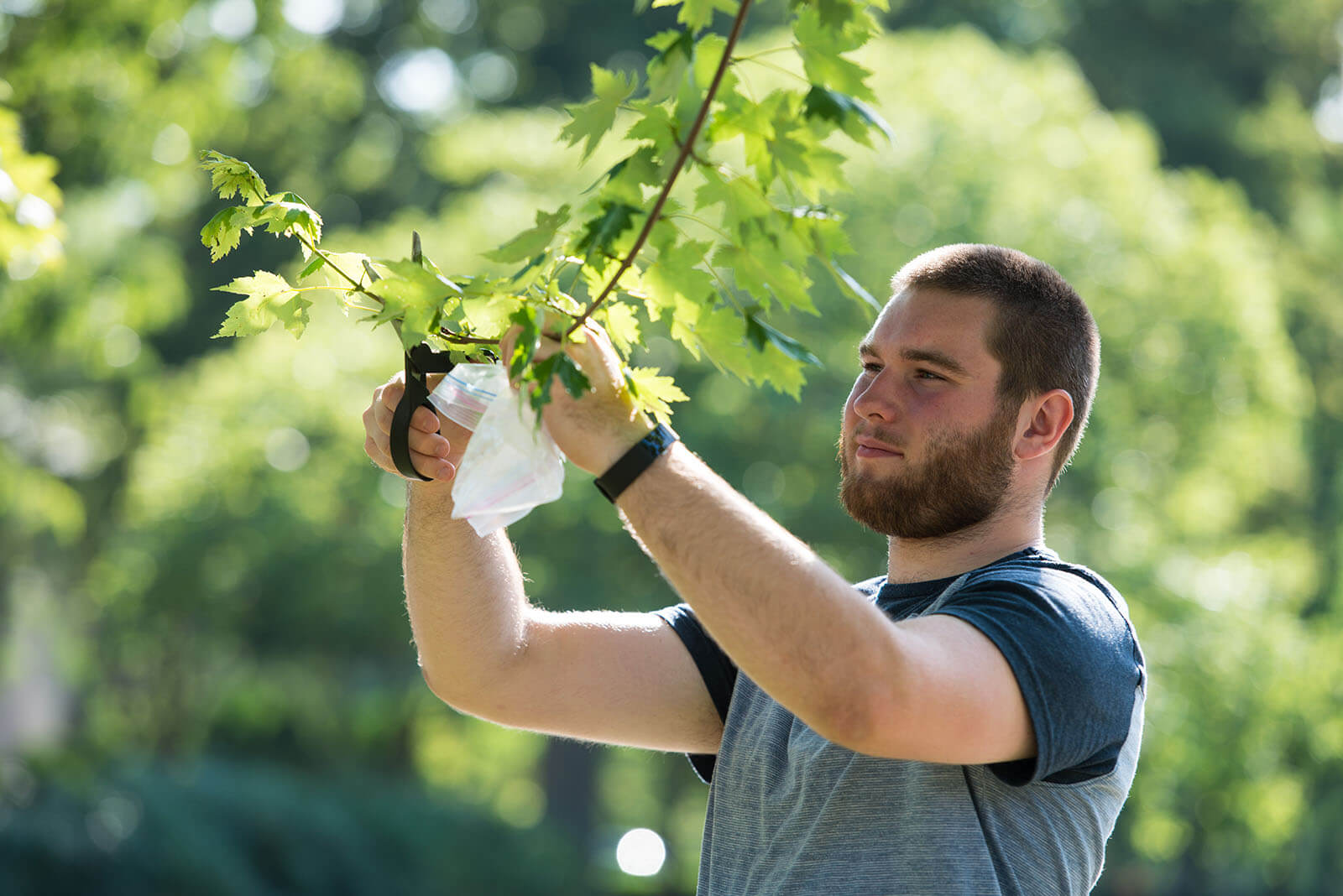 Cutting off a branch for sample collection