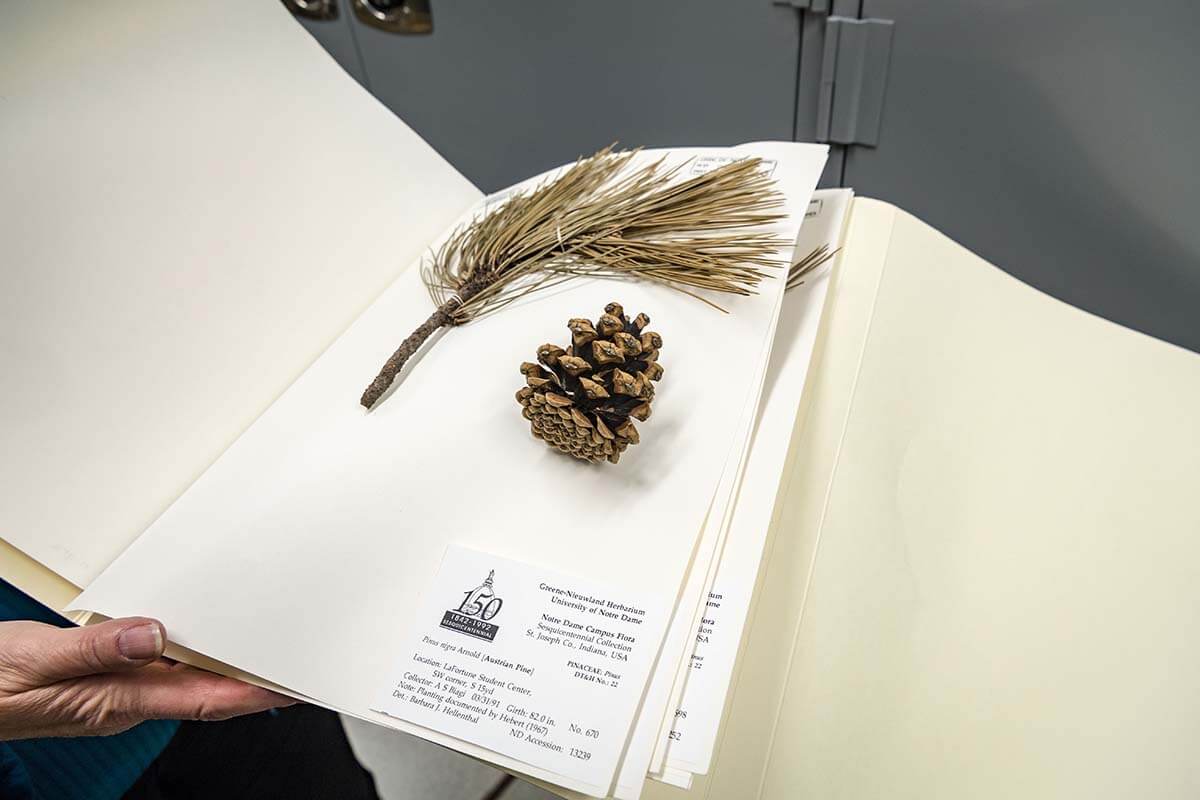 A sample in the herbarium in Jordan Hall of Science.