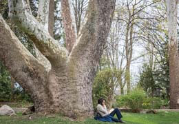 Large tree near the Grotto