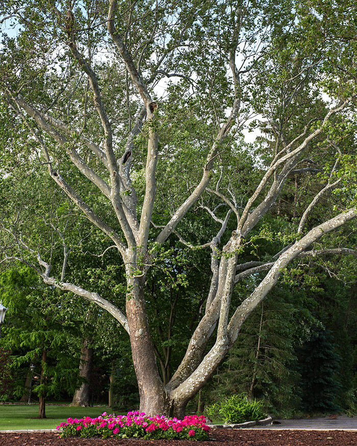 Large sycamore tree near the Grotto.