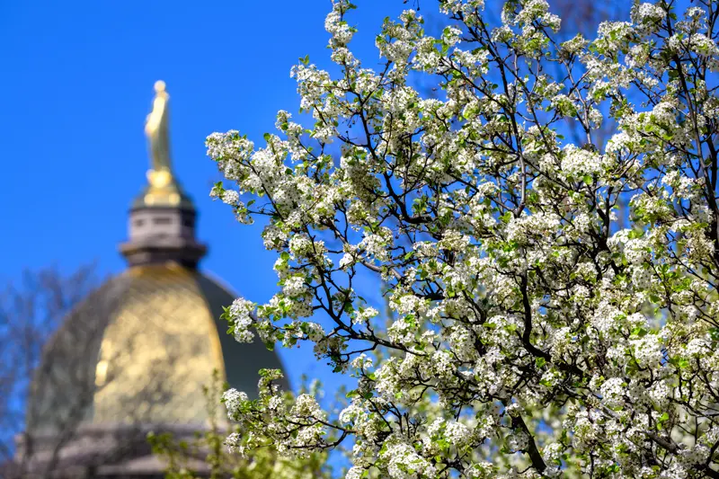 The Dome behind blooming trees.
