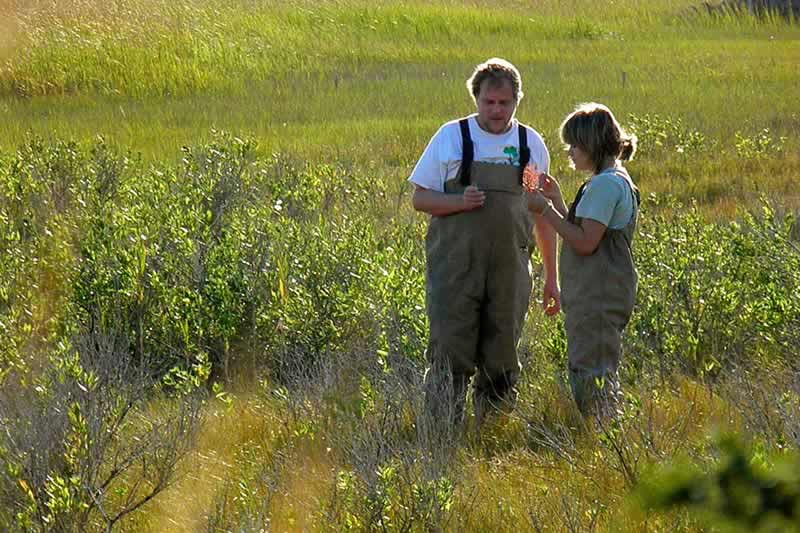 McLachlan and former student Rachel Koch collect core samples in a salt marsh in Maryland along the Chesapeake Bay, where they study how plants can affect storm erosion and climate change.
