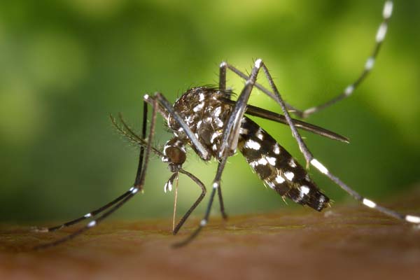 A mosquito with white markings on it's body and legs sucks on skin against a leafy background.