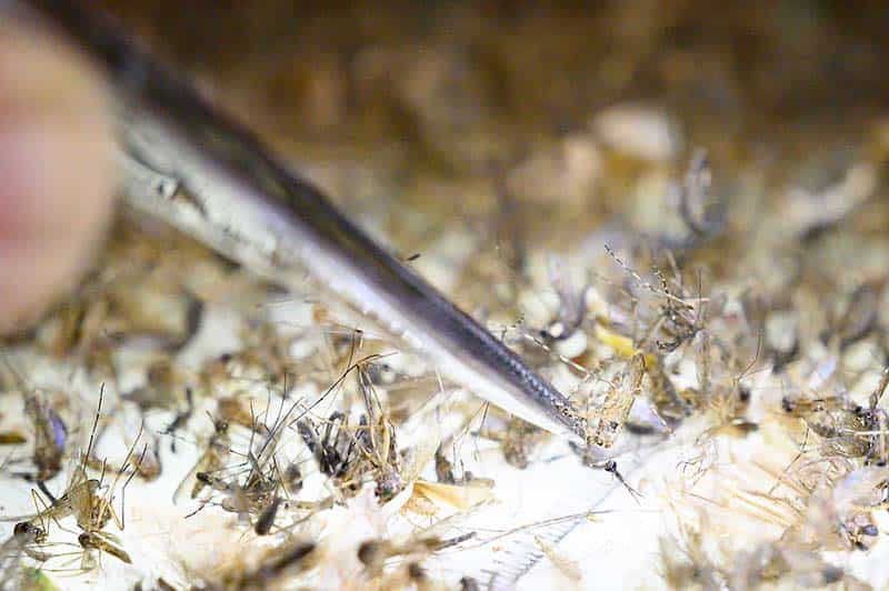 A close up of many mosquitoes on a tray, being sorted through with tweezers.