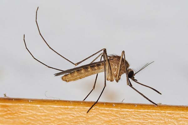 Top view of brown mosquito.