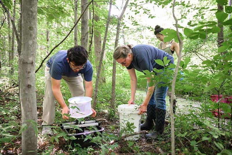 A man and woman collect from bucket traps on the forest floor.