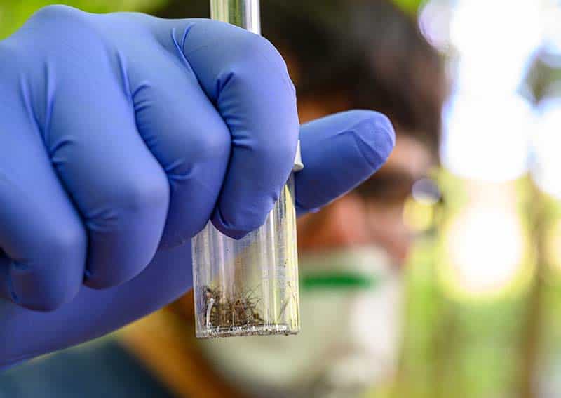 A masked student wearing blue gloves holds up clear vial containing mosquitoes.