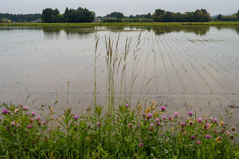 Purple wildflowers border the still waters of a rice farm. Rows of rice plants peak through the water's glass reflection.