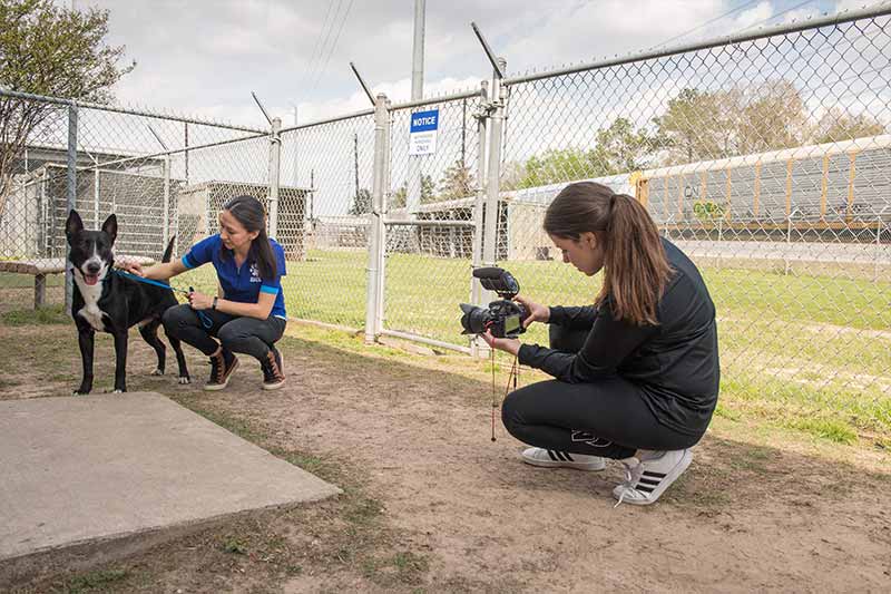 Kelli Smith records video of Lisa Tynan with Jose, a border collie/bull terrier rescued during Hurricane Harvey and up for adoption. 