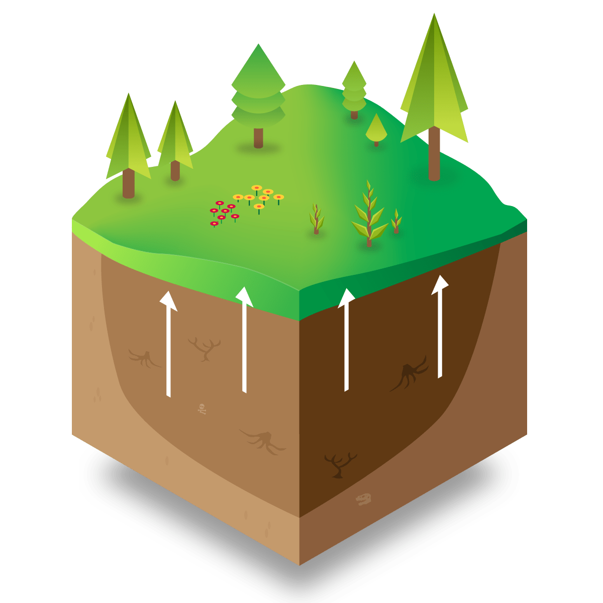 Diagram showing the bog below vegetation raising.