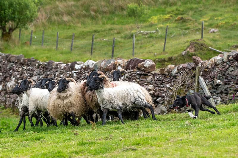 A sheepdog hearding sheep with its tongue out