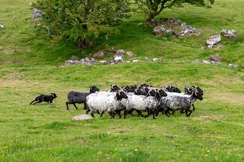 A sheepdog herding a group of sheep