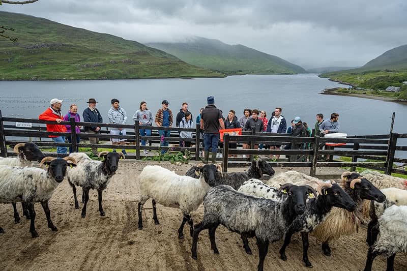 With sheep in the foreground, Tom Nee speaks with students faced away. A hazy view of the mountainside is in the background.