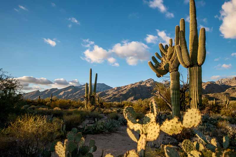 Cacti both in the forground and background along with moutains in a desert. The sky is blue with very few fluffy clouds in the sky.