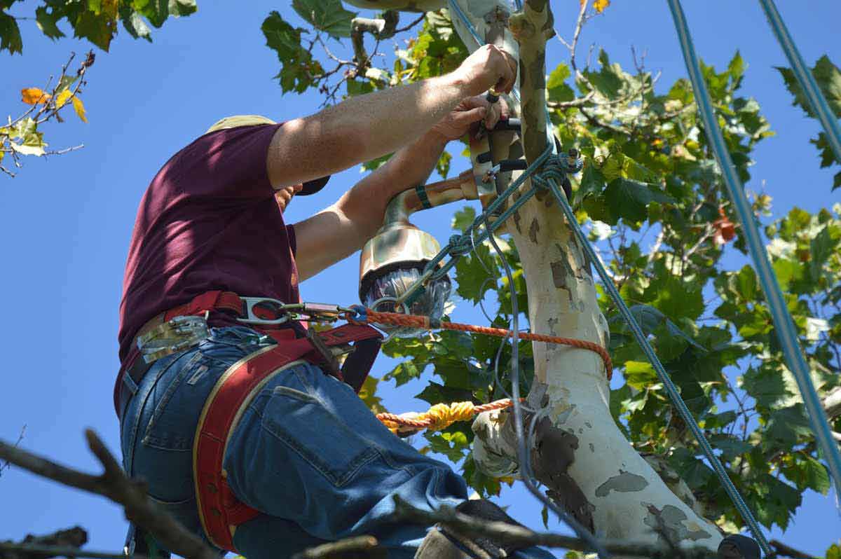 The eagle camera being installed.