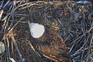 Depending on the prey type, eagles typically capture prey with their talons and then clip the spinal cord with their bill.