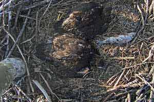 After about 40 days, the eaglets are able to peck at food dropped in their nest and self-feed.