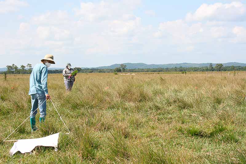 Two people stand in an open, grassy field. One person, in the foreground, drags a sheet of fabric through the grass. The other, in the background, takes notes. Further into the distance you can see a line of trees and a moutain.