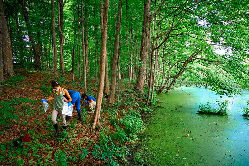Three people walk along a tree-lined marsh collecting samples off of the ground.