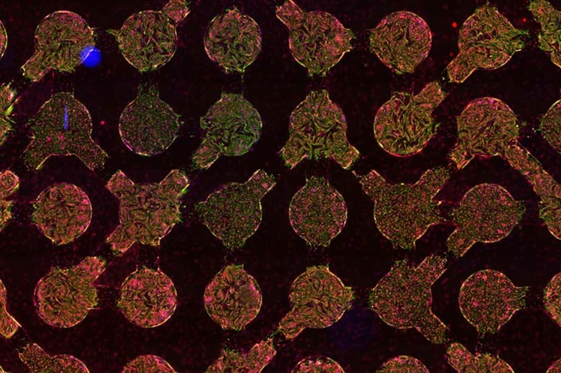 biocomputing fabric made of micropatterned heart muscle and fibroblast networks