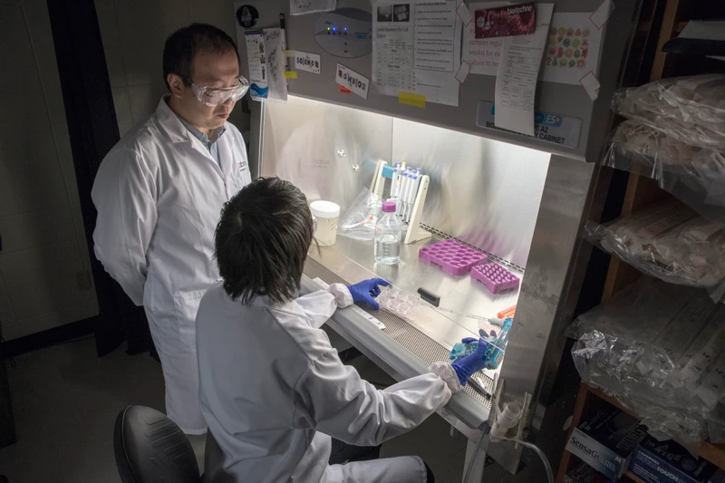 Two scientists in white lab coats and purple gloves work at a biosafety cabinet. The scientist seated wears blue gloves and works with a pipette and petri dish. The standing scientist observes. Various lab equipment and supplies are visible.