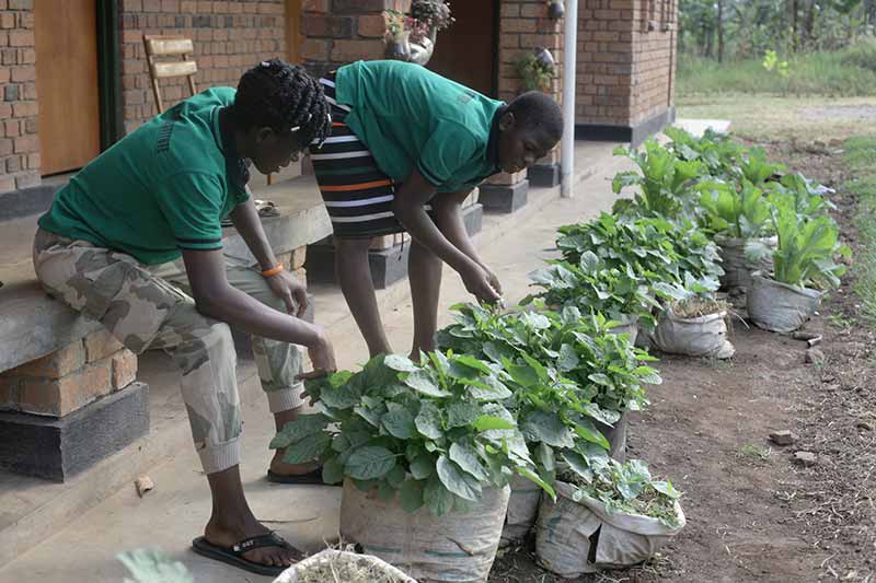 Two individuals bend over and examine bags of plants.