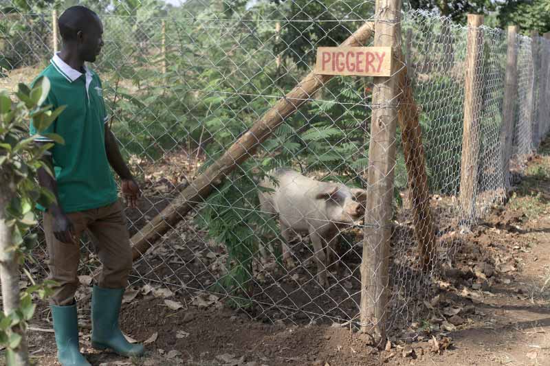 A man stands outside of a fenced in area. A wooden sign hanging on the fence says 'Piggery'. A pig behind the fence looks towards the camera.