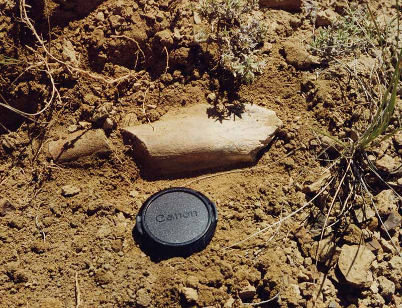 A dinosaur bone sticking out from hard dirt. Next to it is a camera lens cover to roughly show size.