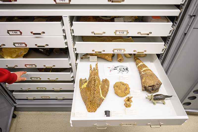 Fossil storage drawers. One is pulled open displaying several dinosaur fossils.