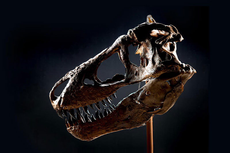 A skull of a Tyrannosaurus rex is backlit against a black background.